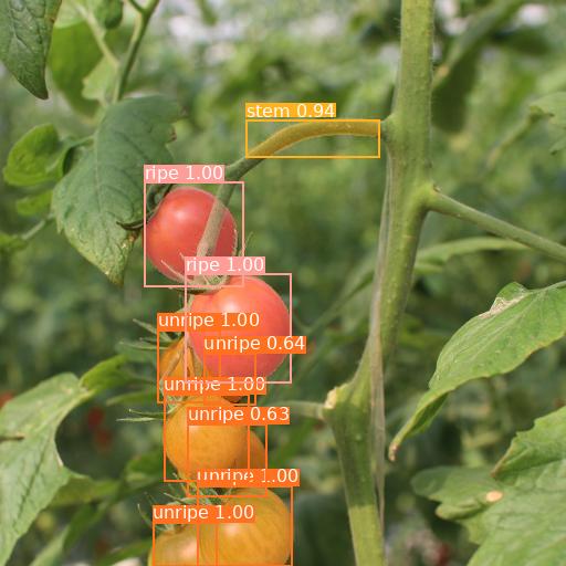 tomato2